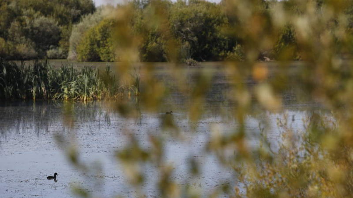 jesús f. salvadores