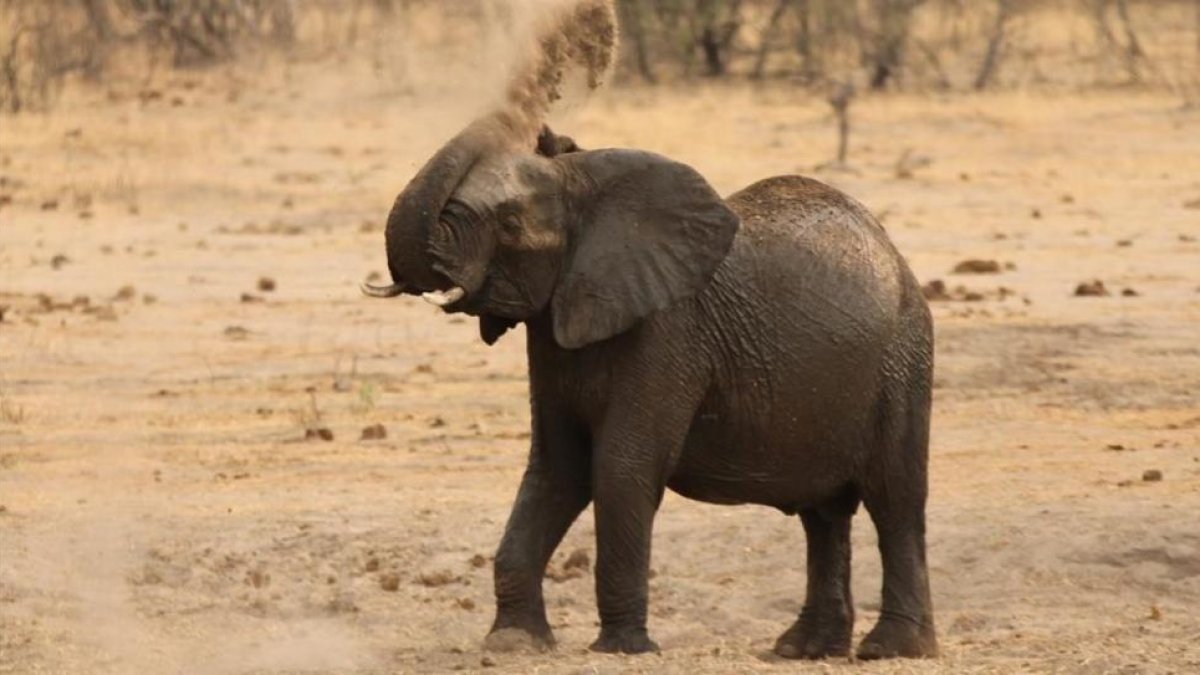 Un elefante en el Parque Nacional de Hwange en Zimbabue.