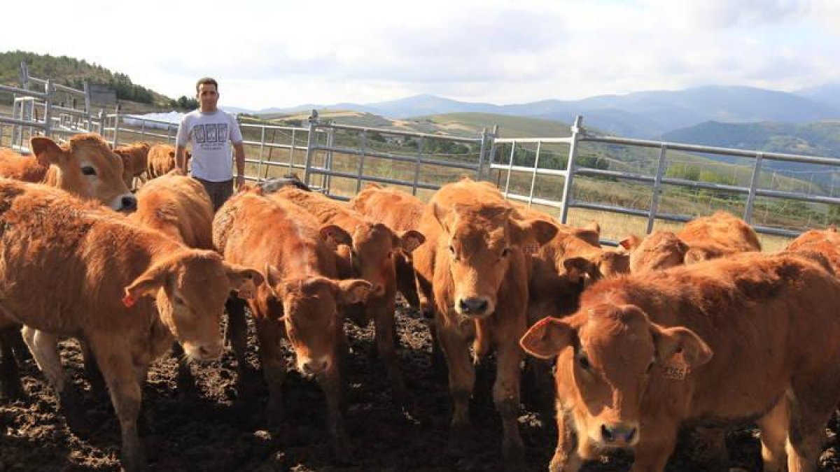 Un criador de ganado vacuno en la comarca berciana