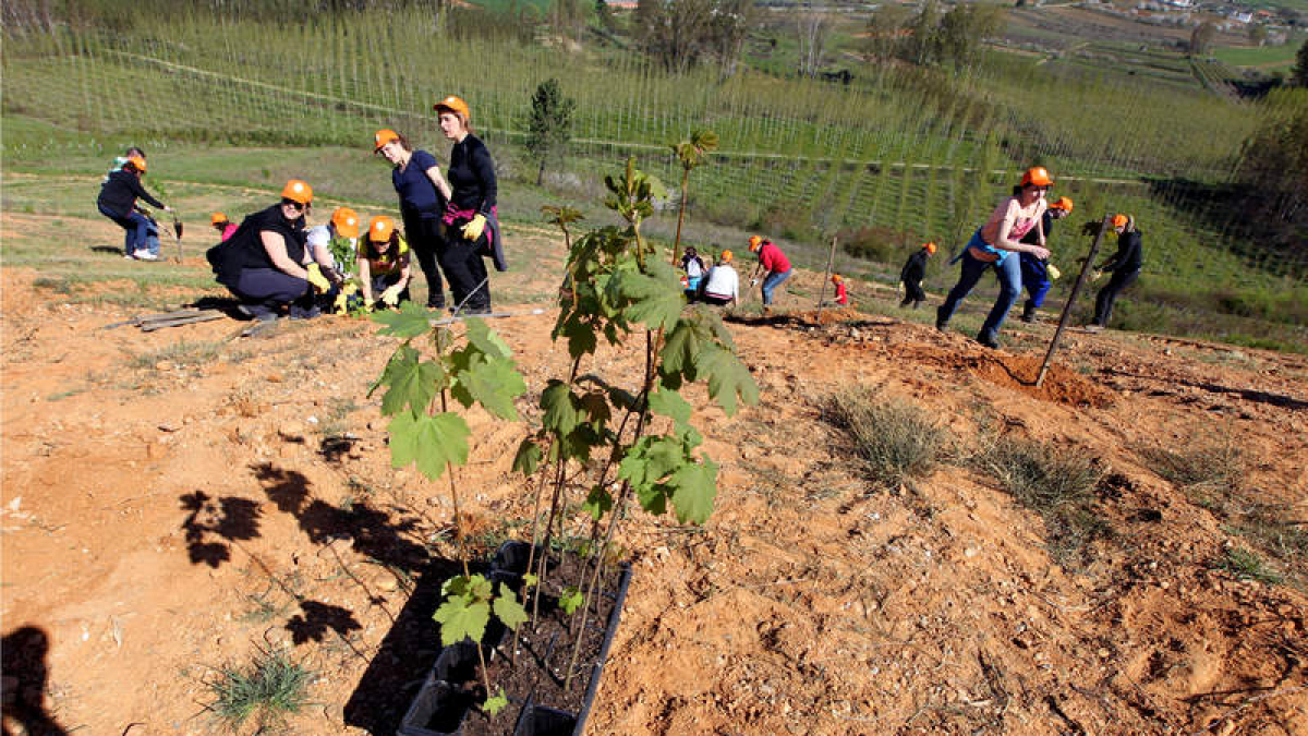 Los reforestadores noveles plantaron ayer mostajos y pradairos en 15.000 metros de terreno del Bosque de Los Barredos