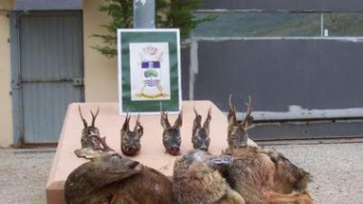 Aspecto del material incautado al vecino de Brañosera (Palencia)