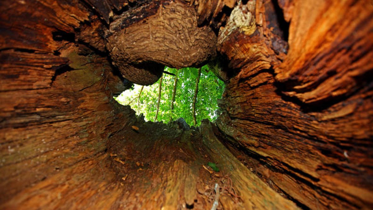 Vista desde el interior de la oquedad de su tronco, el castaño de Villasumil (Candín), impresiona, erigido como una fortaleza vegetal en la que cualquiera se siente a salvo. Ya fuera, es su envergadura, sus dimensiones, lo que deja atónito al visitante. H