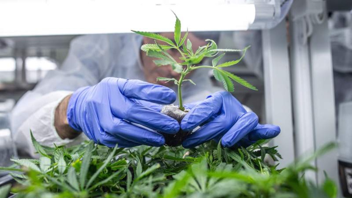 Un trabajador revisa las plantas de cannabis en un invernadero de la compañía Bol Pharmao. BEA KALLOS