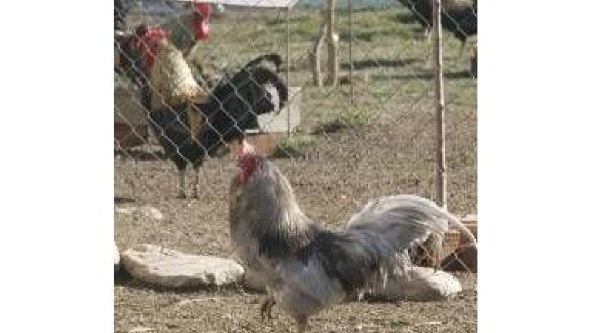 Los famosos gallos leoneses del valle del Curueño