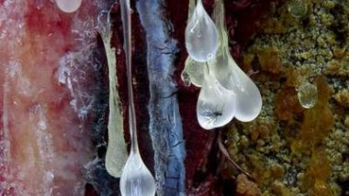 Fotografía que ha sido galardonada con el primer premio de Fotciencia.