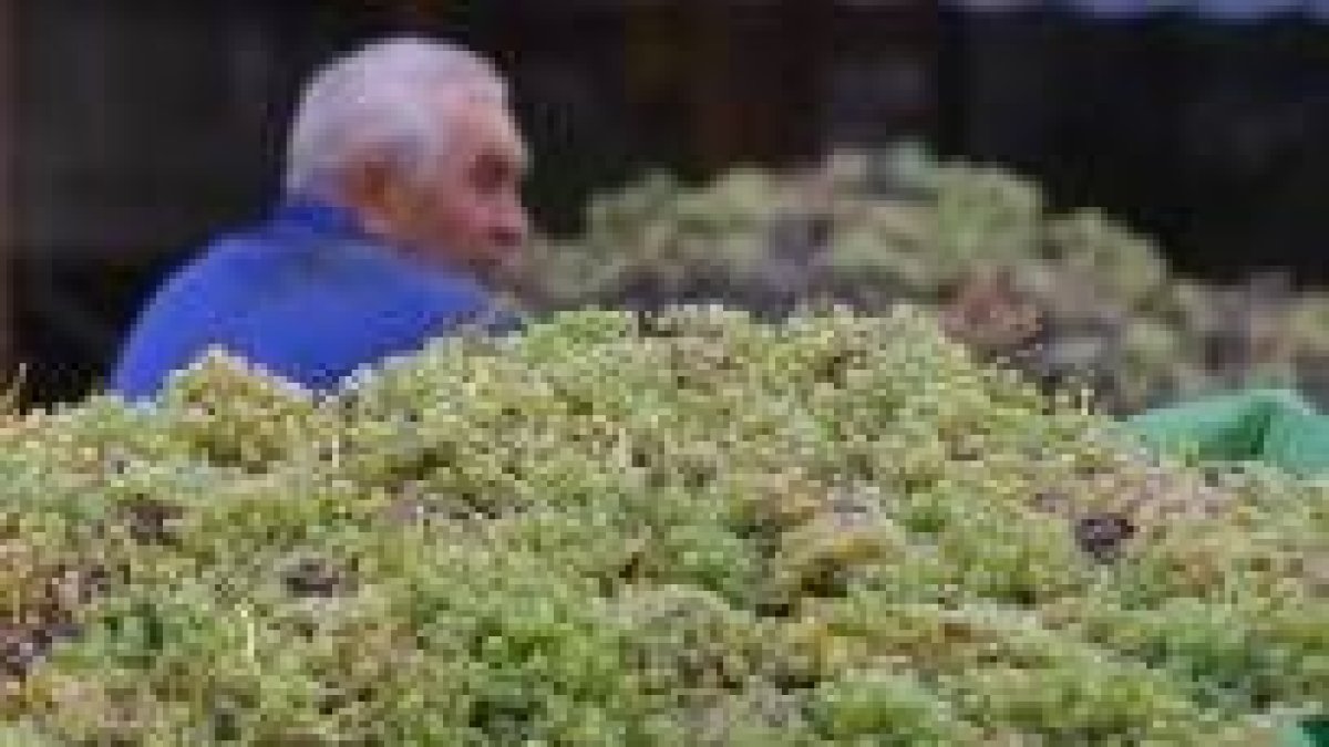 La nueva directiva quiere mejorar la recogida y aumentar la calidad de la uva