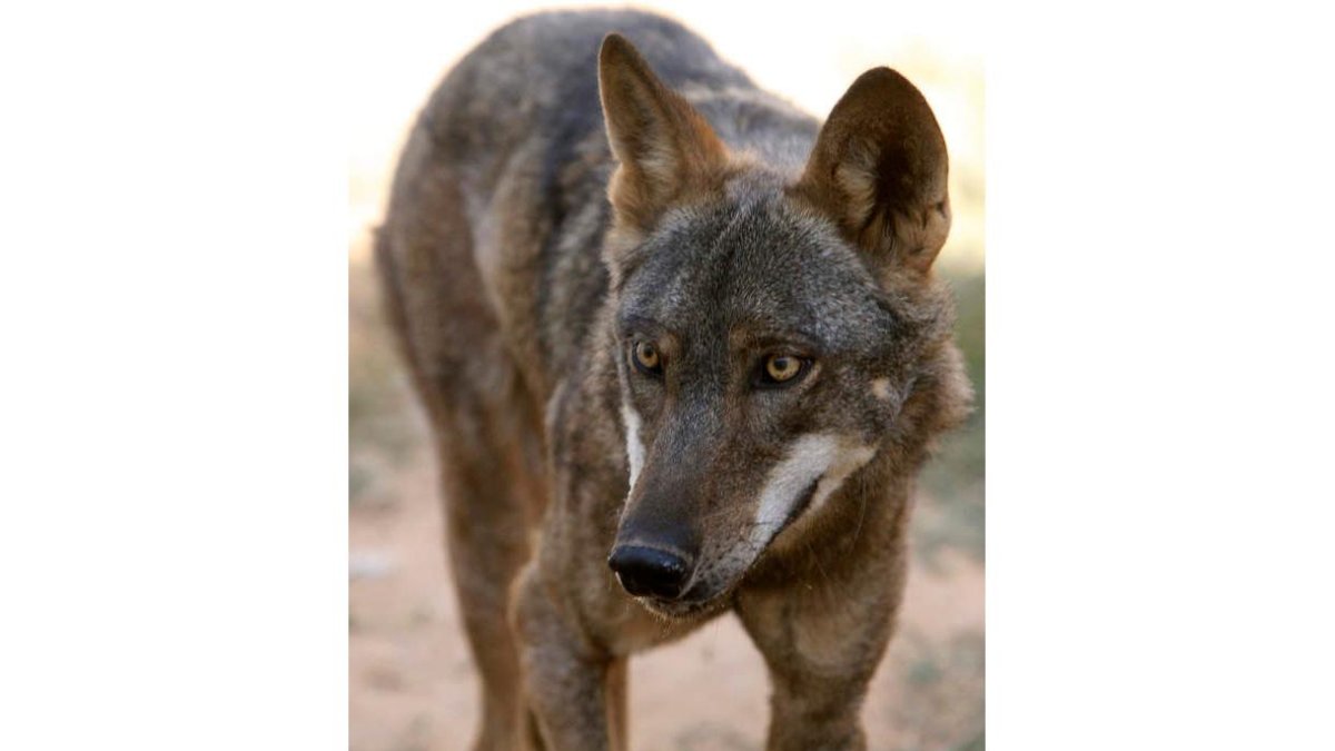 Un lobo joven de las poblaciones de Castilla y León al norte del Duero.