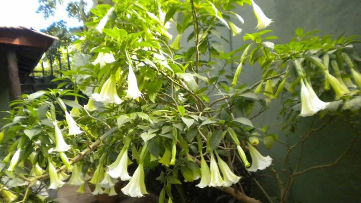 Planta de burundanga.