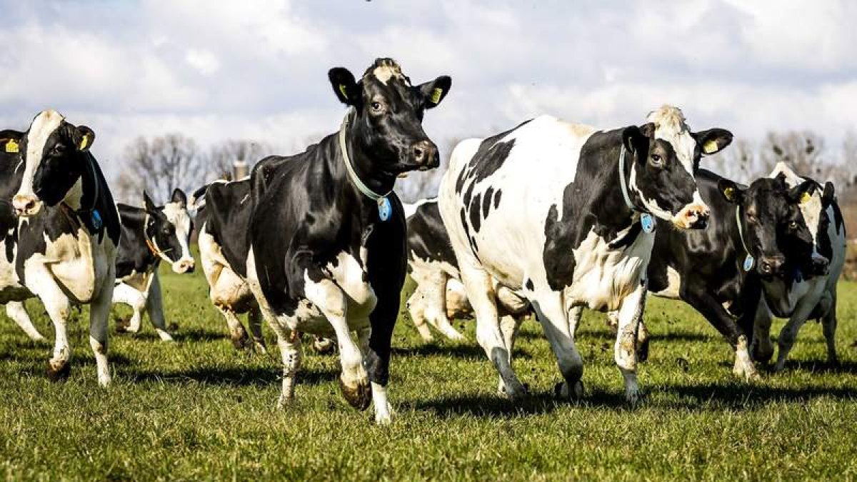 Ganado vacuno lechero en los pastos de primavera. EFE