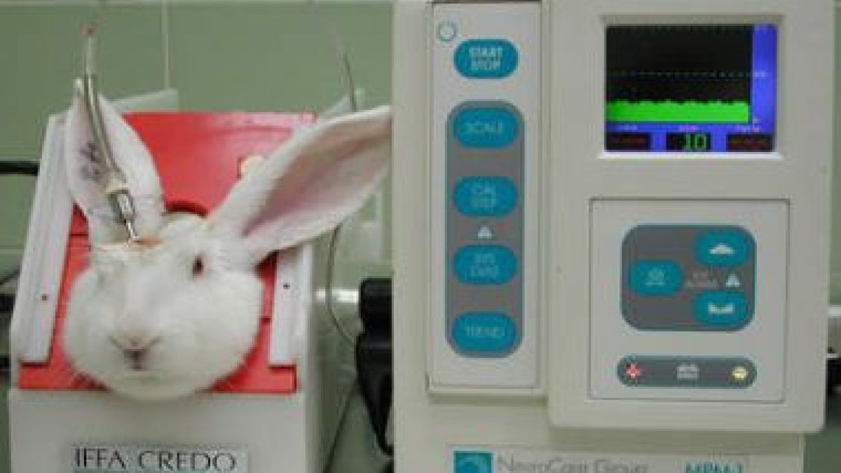 Algunos de los experimentos que se realizan en Ibiomed se prueban con conejos.
