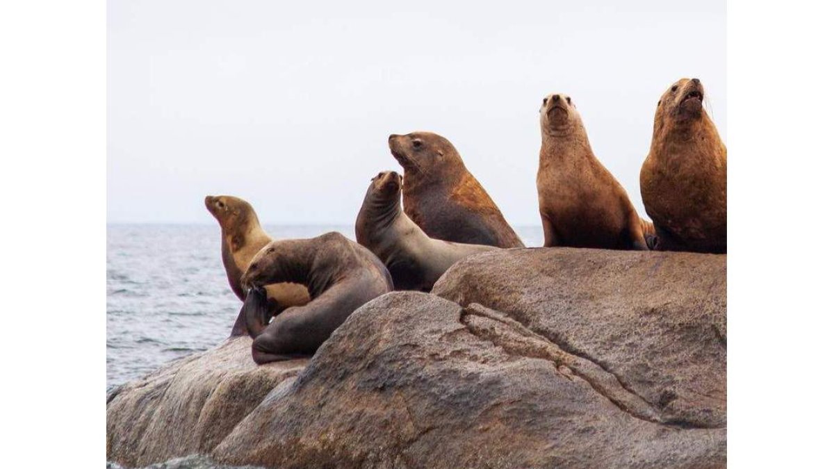 Leones marinos junto a las gélidas aguas del Antártico. SHUTTERSTOCK