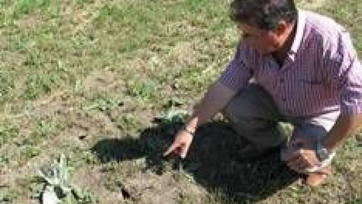 El concejal del PSOE de Valdepolo, Atanasio Pastrana, señala las guaridas de los topillos