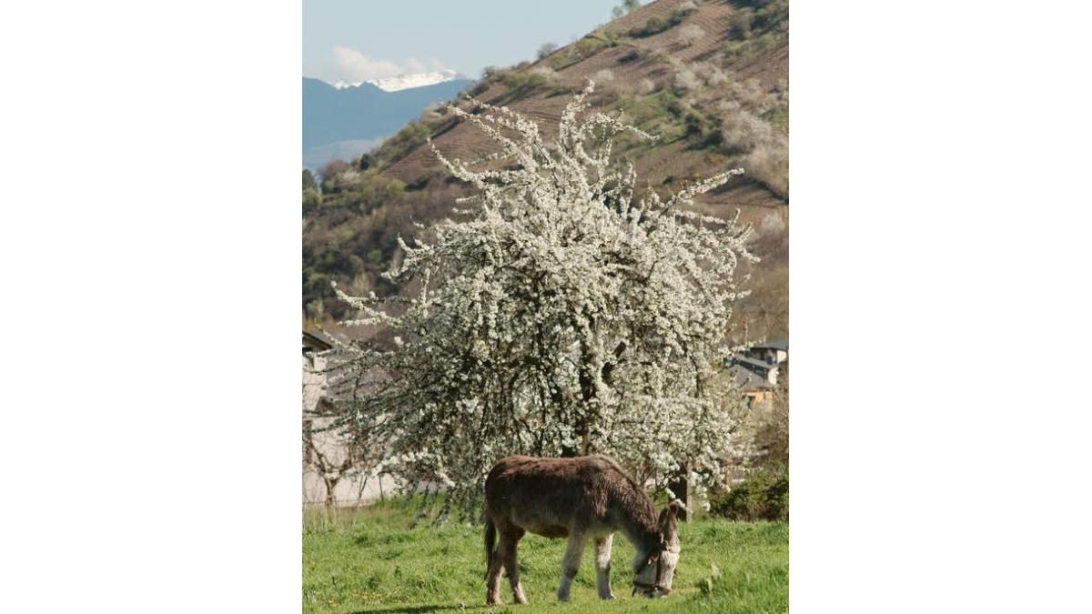 Un burro pace tranquilo bajo los primeros rayos de sol de la primavera, dando la espalda a un cerezo