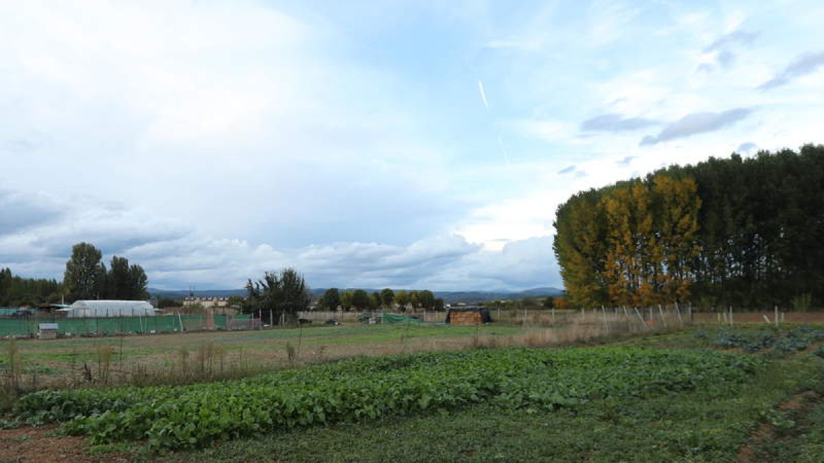 Explotación agrícola ecológica en la zona de Cubillos. ANA F. BARREDO