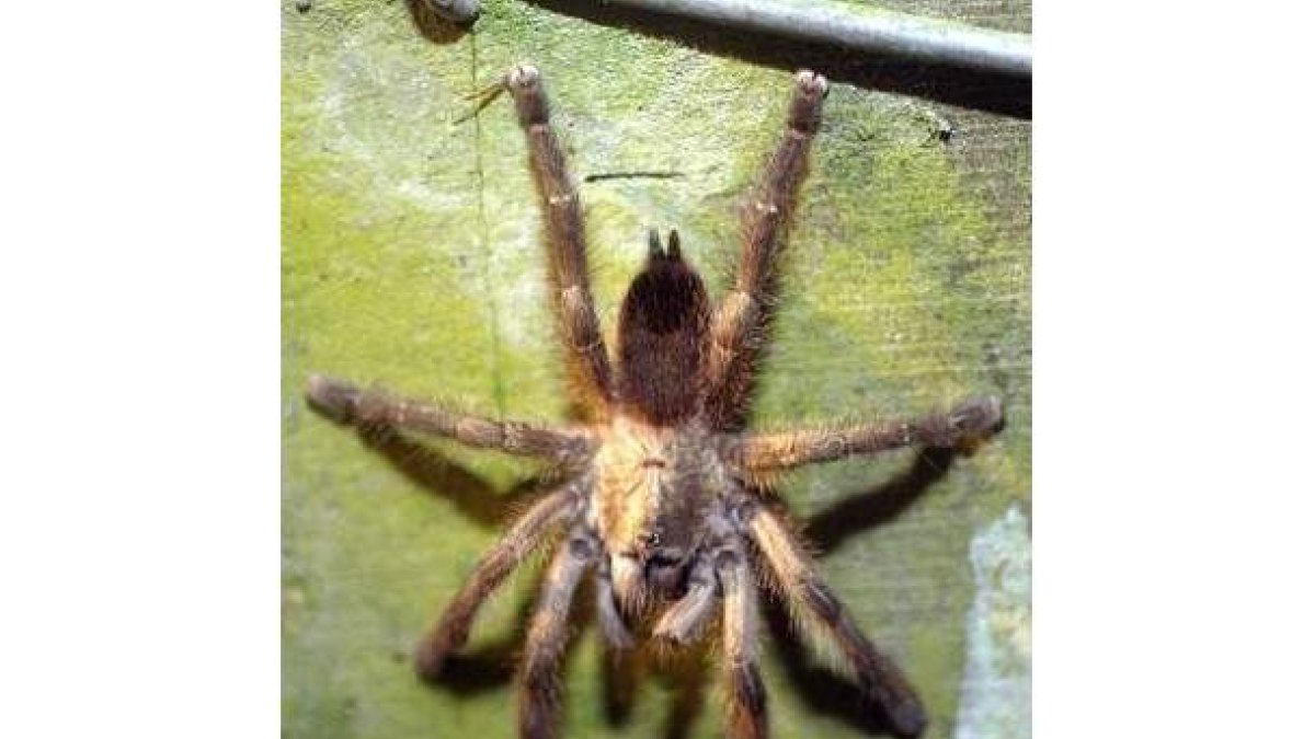 Imagen de una tarántula.