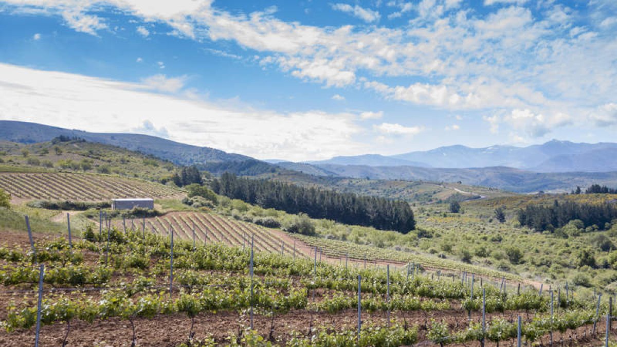 Un paisaje de viñedos en el Bierzo.