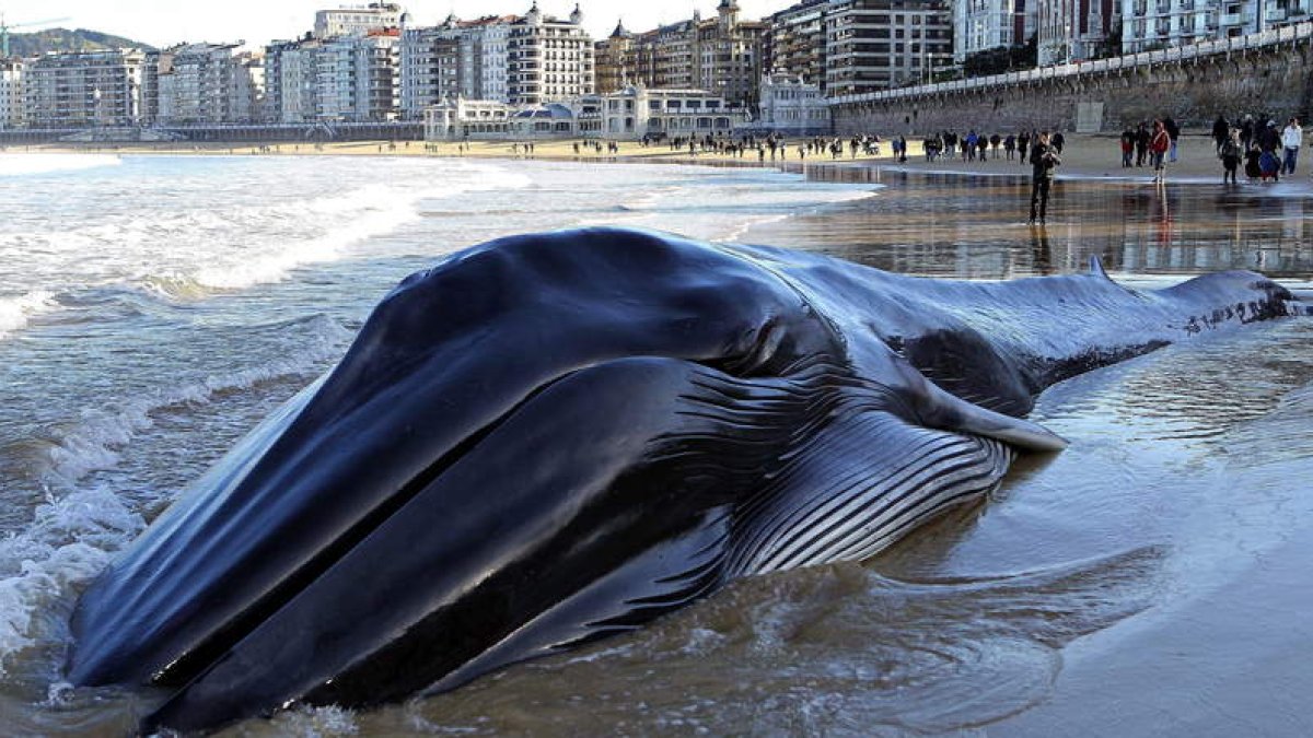 El cetáceo, de casi 17 metros de longitud, había encallado en la playa donostiarra.