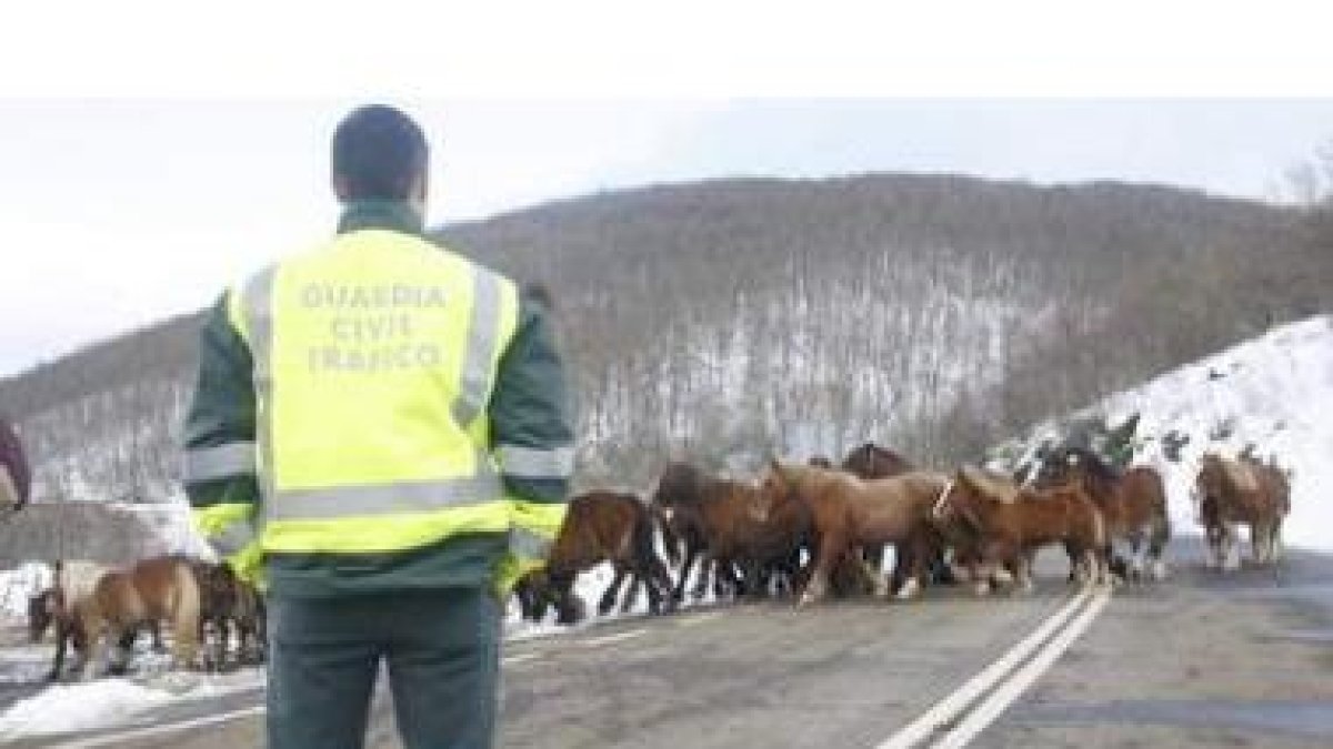 Caballos agrupados tras una nevada en el norte de León.