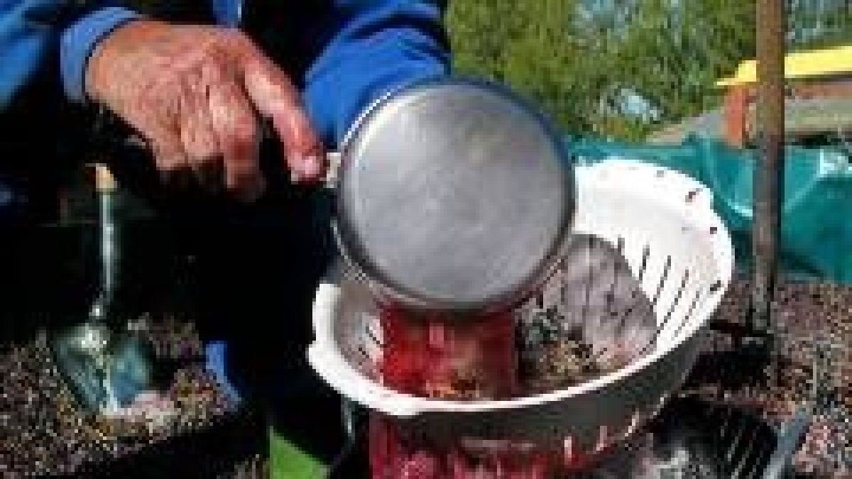 En la imagen, un hombre separa el mosto de la pulpa de la uva