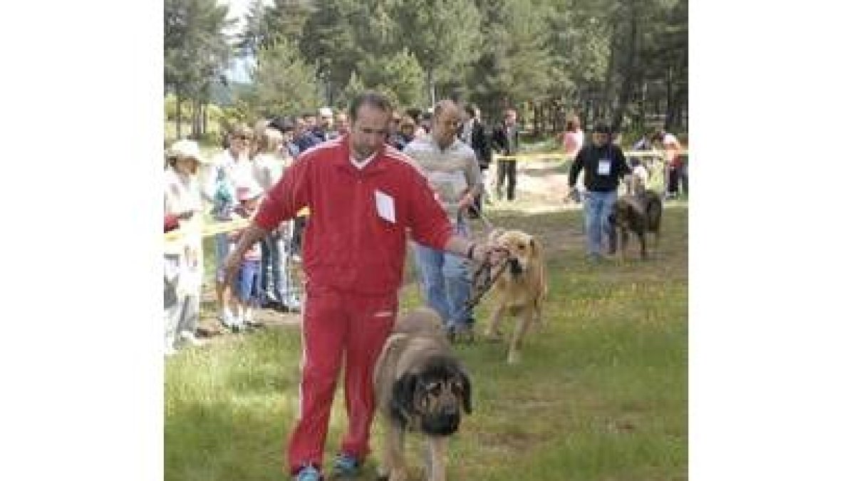 Los propietarios desfilan con sus perros a lo largo del concurso
