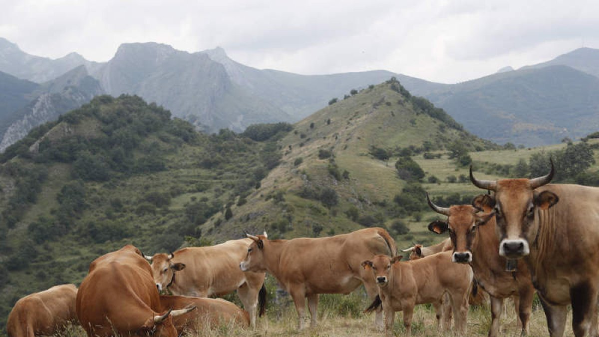 Un rebaño de vacas pasta en un monte de Paradilla de Gordón. JESÚS F. SALVADORES