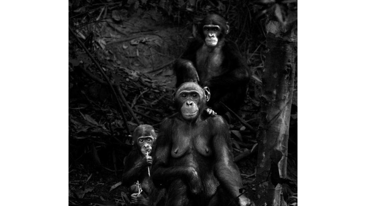 Una familia de primates en un ordenado posado muy familiar para la fotógrafa