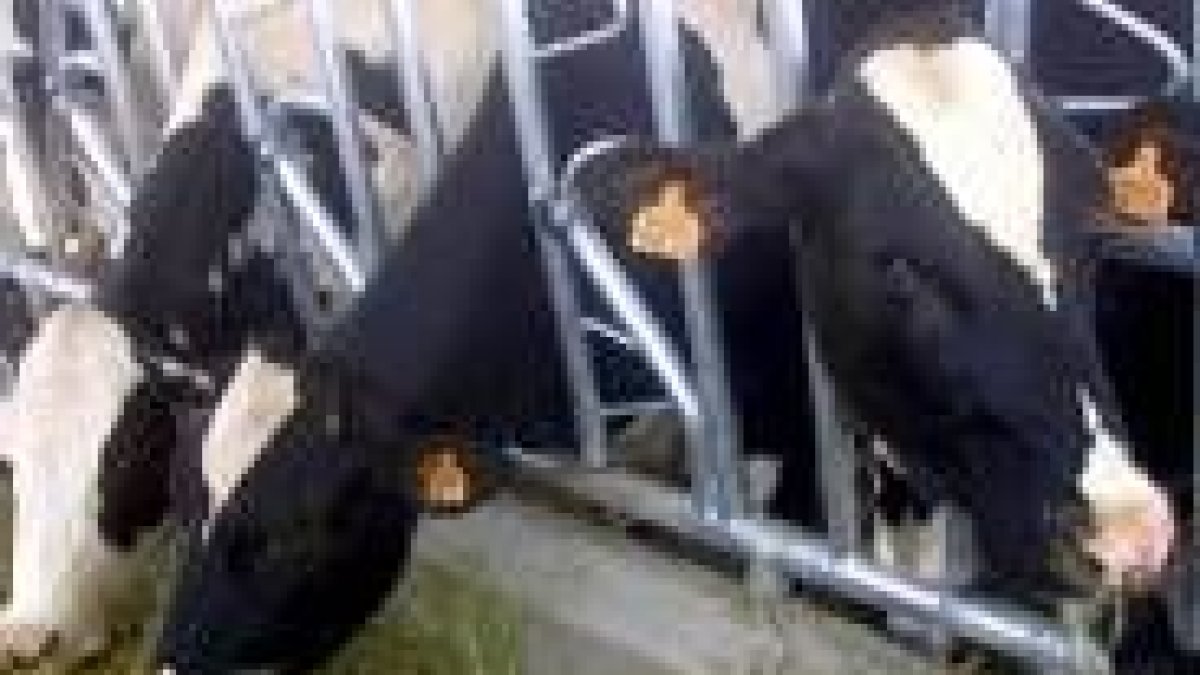 Imagen de una explotación ganadera de la provincia leonesa