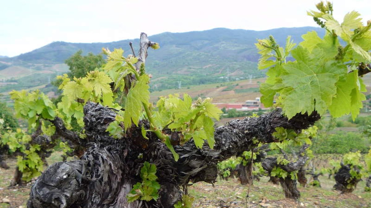 La guardia civil acaba con el expolio de vino de alta gama en ribera del duero