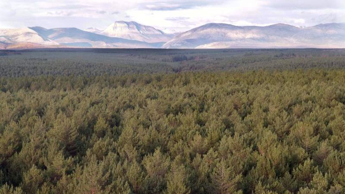El bosque del monte Riocamba, el puente sobre el Cea, un franciscano haciendo el Camino por Tierra de Campos, la Ruta Jacobea nevada a su paso por las tierras de Sahagún, paisaje desde el cielo de la llamada ‘despensa de España’ y su producció