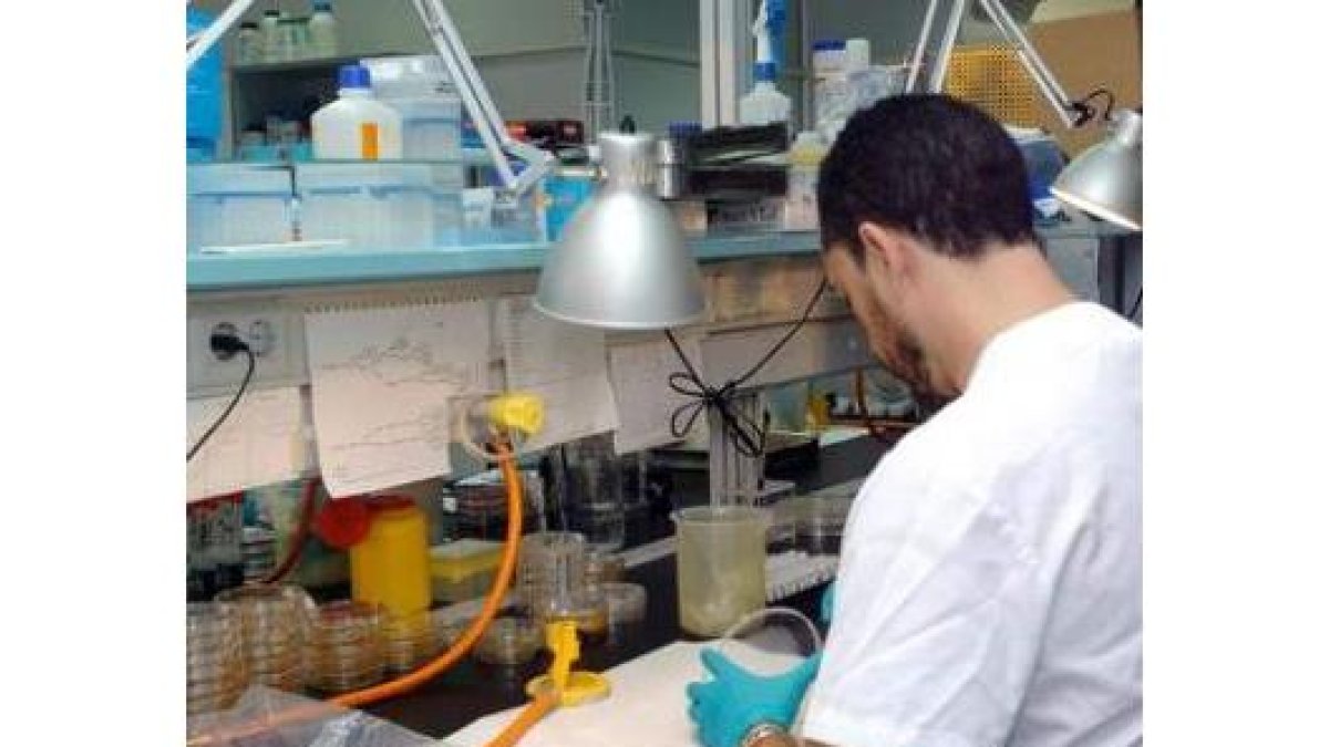 La investigación trata de paliar los efectos adversos de los antiinflmatorios.