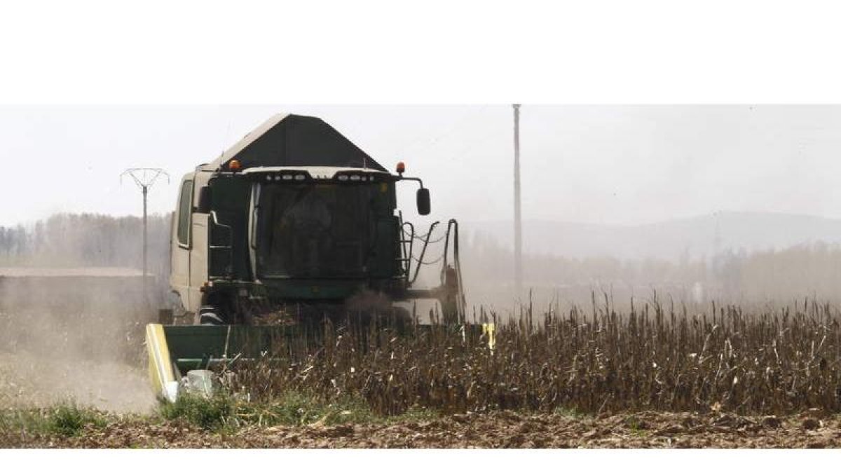 Una cosechadora trabaja en una finca de maíz de la vega del Órbigo tras las últimas lluvias.