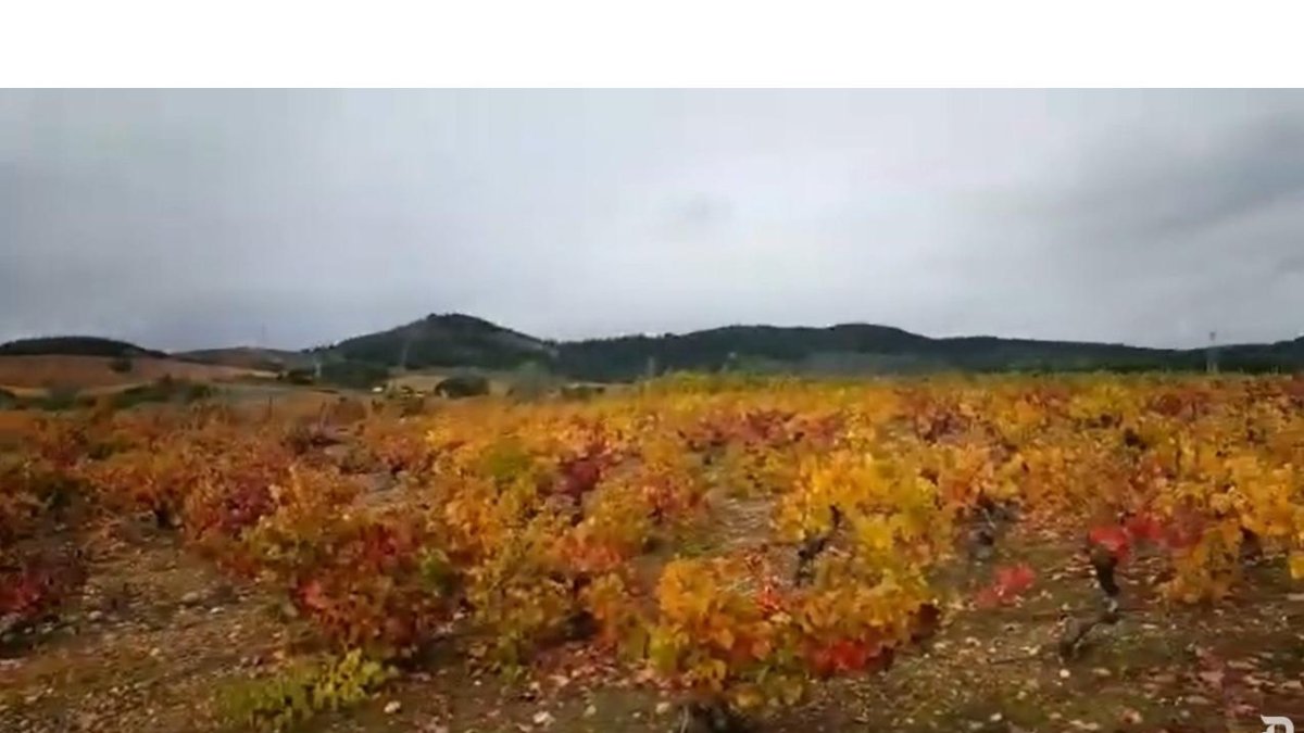 El otoño en los viñedos del Bierzo. DL