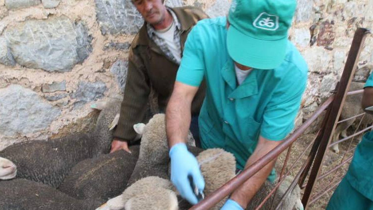 Un veterinario trabaja en el saneamiento de una explotación de ovino.