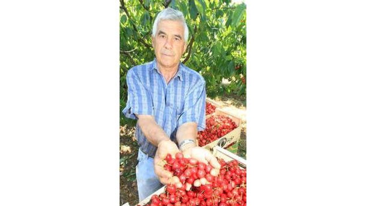 Manuel Asenjo con las cerezas recolectadas de manera tradicional en sus terrenos.