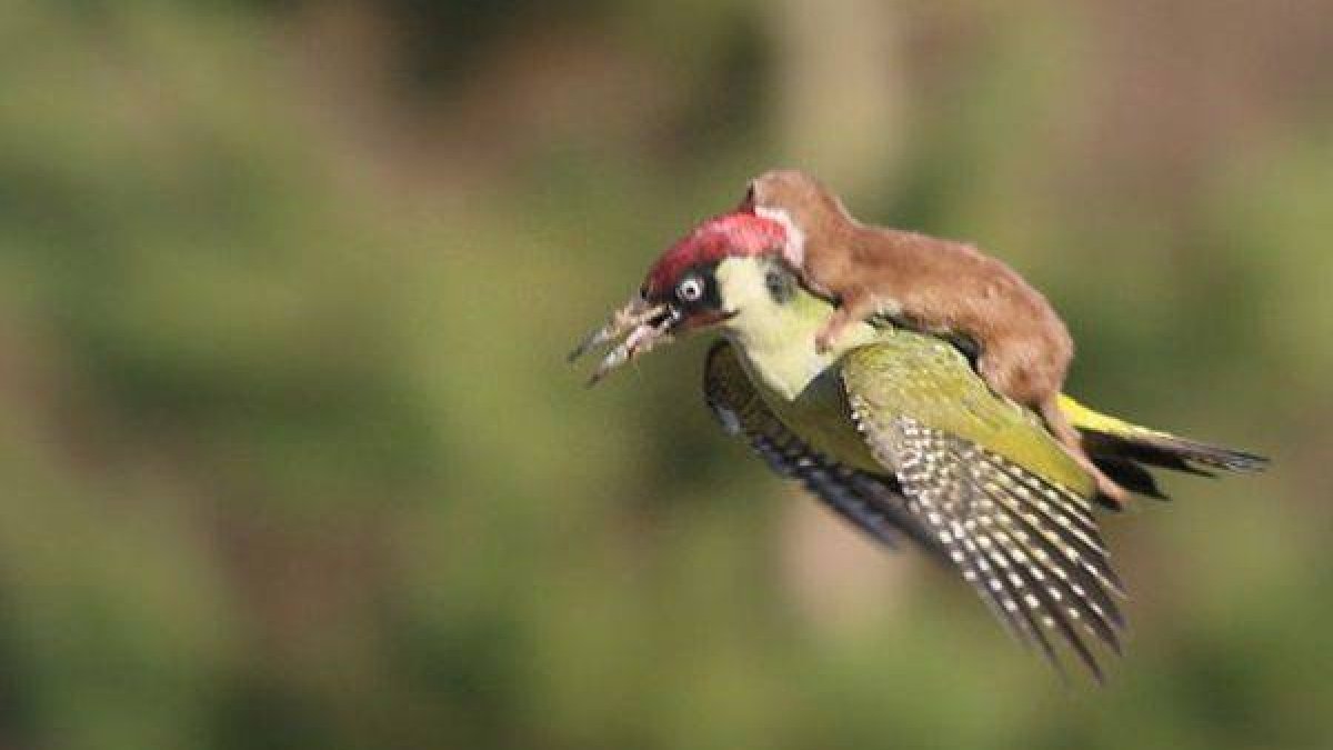 El sorprendente vuelo de una comadreja sobre un pájaro