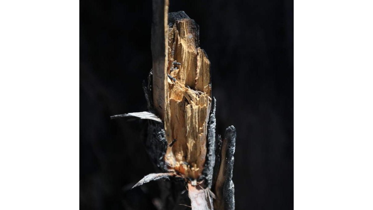 l. de la mata