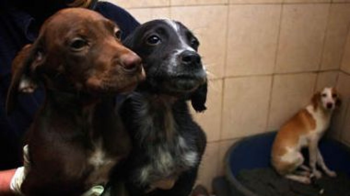 Existen diferentes razas de perros y es necesario conocer sus peculiaridades antes de llevarlos a ca