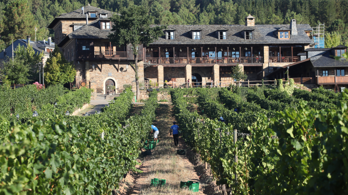 Prada a Tope inicia la campaña con la recogida de la uva Chardonnay con la que se hará el Xamprada. ANA F. BARREDO