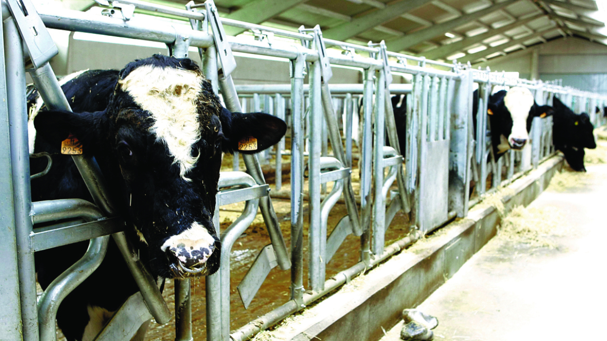 La Granja de la ULE tiene capacidad para 30 vacas. RAMIRO