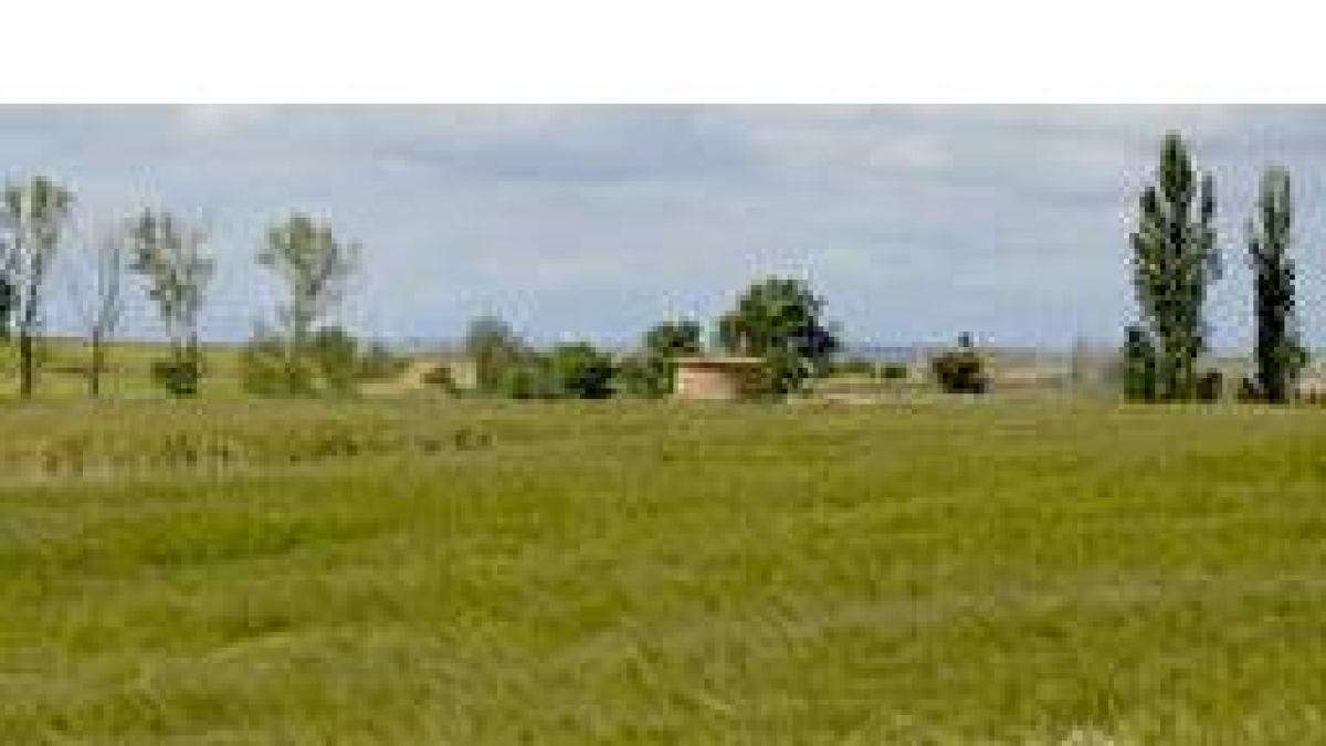 Parcela de cebada en Escobar de Campos. ACACIO DÍAZ
