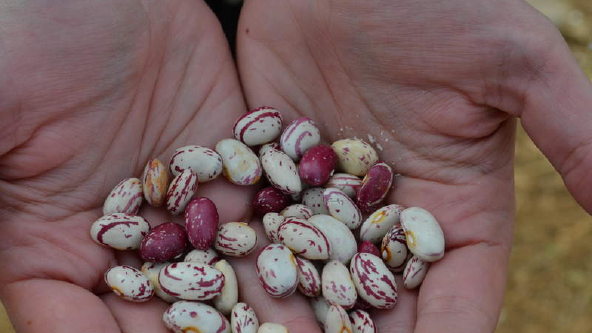 El cultivo de leguminosas aporta muchos beneficios al campo. DL