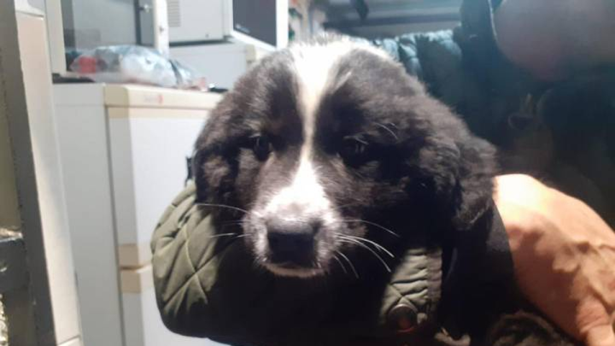 Imagen del cachorro facilitada por la Protectora de León en las redes sociales