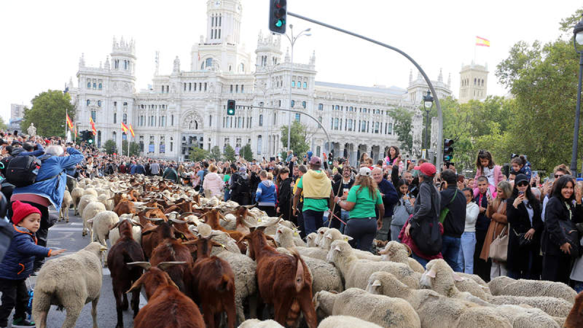 La trashumancia es reivindicada en la actualidad como hecho cultural en forma de fiesta que llega hasta Madrid. BENITO ORDÓÑEZ