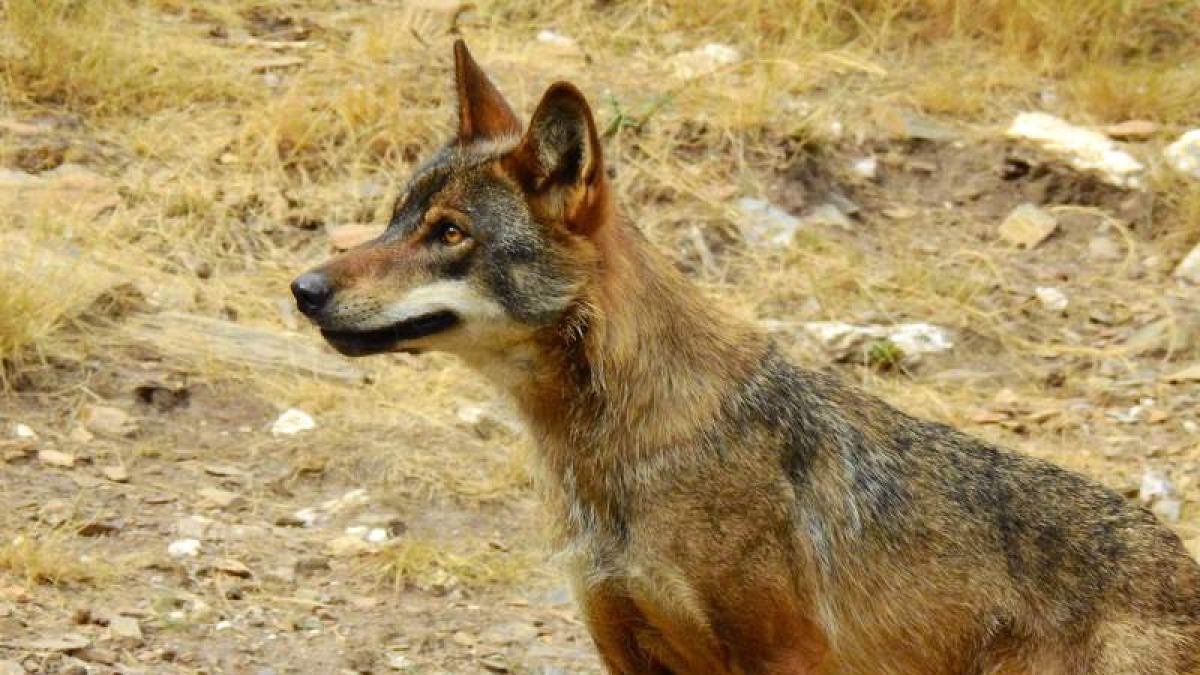 Algunos tienen un valor tan alto de endogamia con sus padres que podrían ser hermanos. CSIC