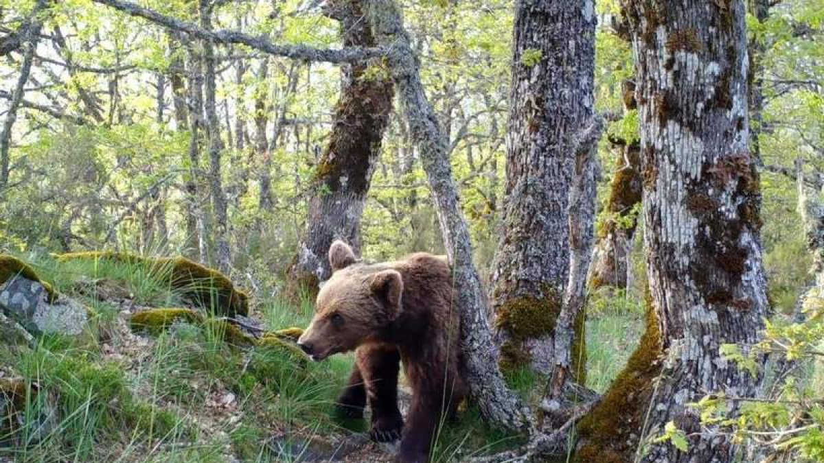 El exitoso ‘El bosque salvaje de Pardomino’, de Bicho Producciones, se exhibe este domingo. DL