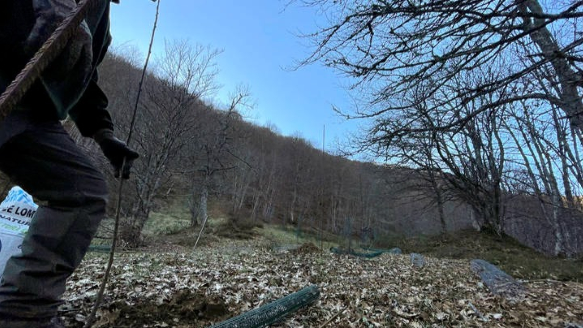 El Fondo para la Protección de los Animales Salvajes (Fapas) está estableciendo pequeñas plantaciones de frutales en el monte, un auténtico bufé libre, de comida