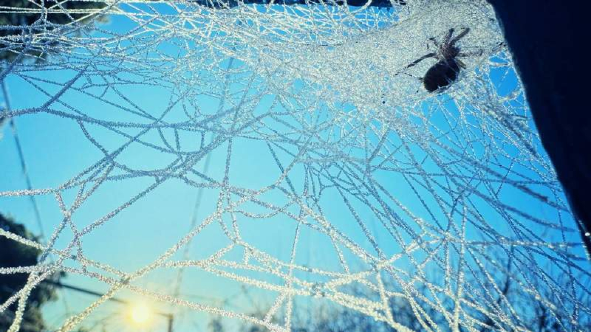 Tela de araña, 2013. DAVID CAMPOS.