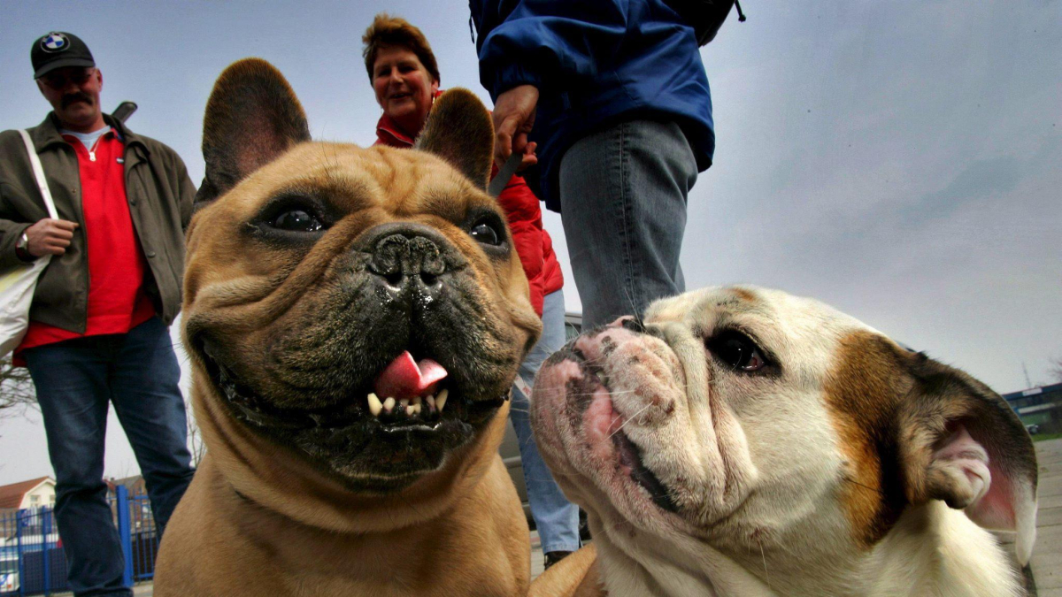 Unas personas pasean con sus perros buldogs en un parque natural cerca de Sint Maartensdijk en Holanda.