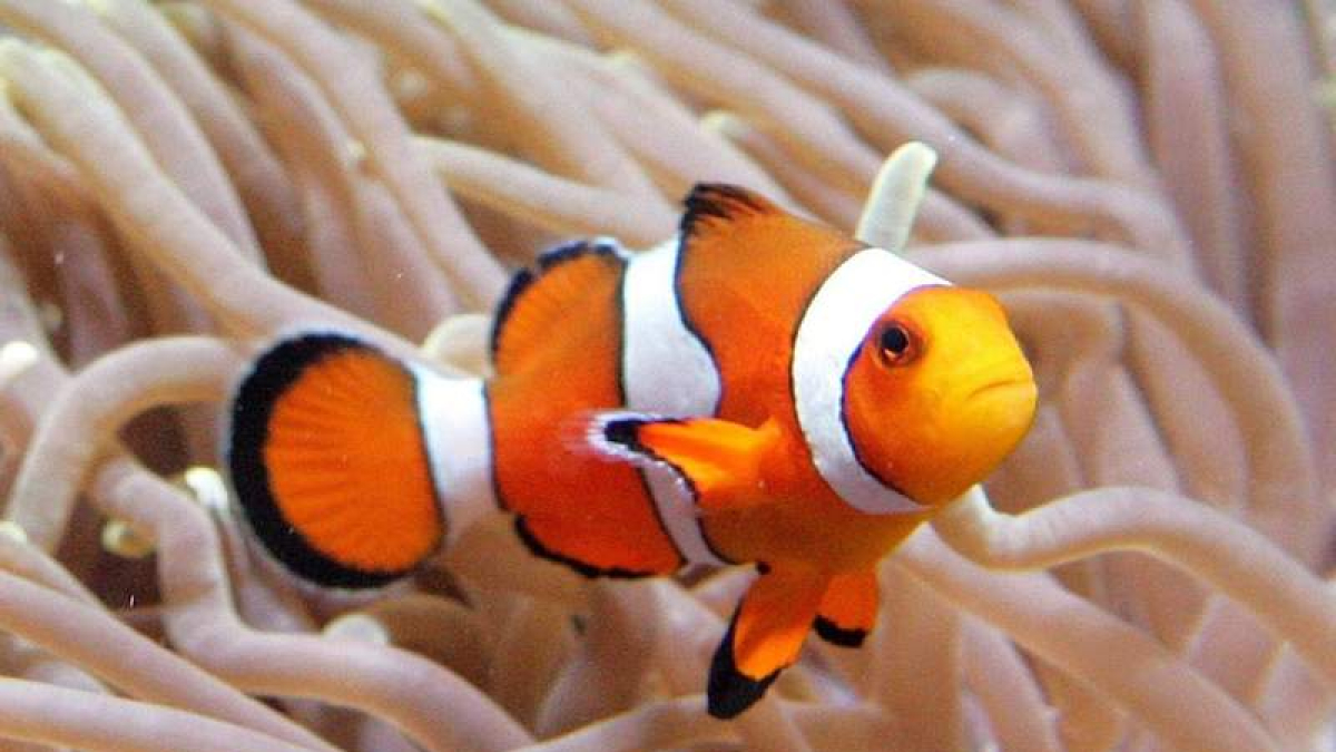 Un pez payaso en su hábitat natural, entre anémonas. AHMAD YUSNI