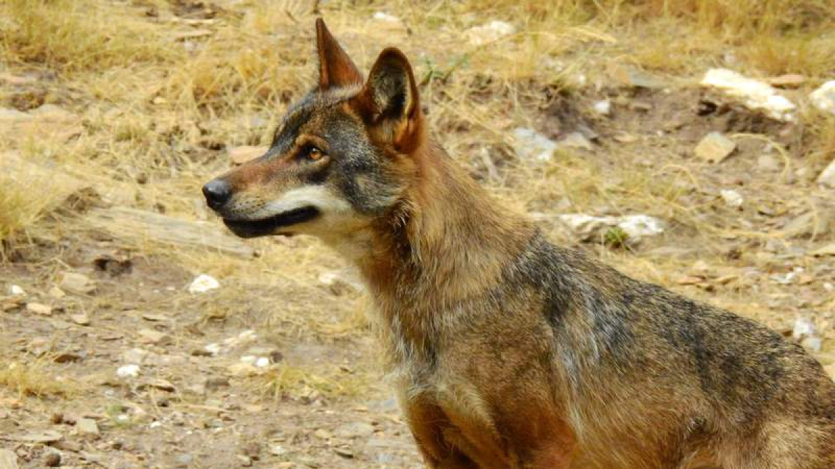 Asaja denuncia que los daños del lobo en León se han duplicado en cinco años